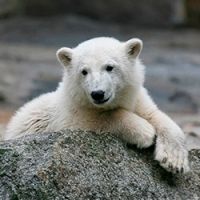 Авиакомпания NordStar оказала помощь в спасении детеныша белого медведя